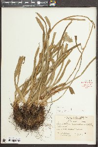 Amianthium muscitoxicum image