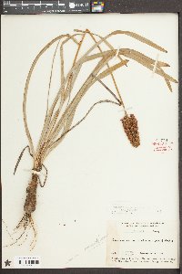 Amianthium muscitoxicum image