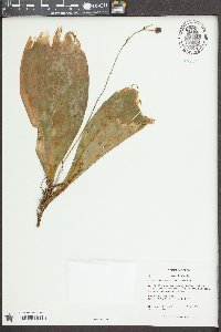 Clintonia umbellulata image
