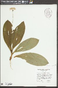 Clintonia umbellulata image