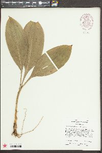 Clintonia umbellulata image