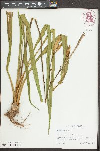Hemerocallis fulva image
