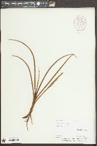 Hemerocallis fulva image