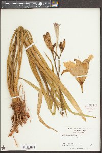 Hemerocallis fulva image