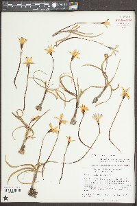 Ipheion uniflorum image