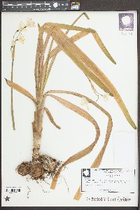 Leucojum aestivum image