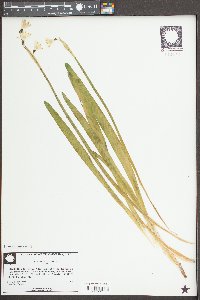 Leucojum aestivum image