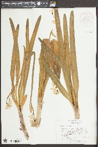 Leucojum aestivum image