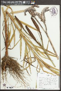 Lilium philippinense image