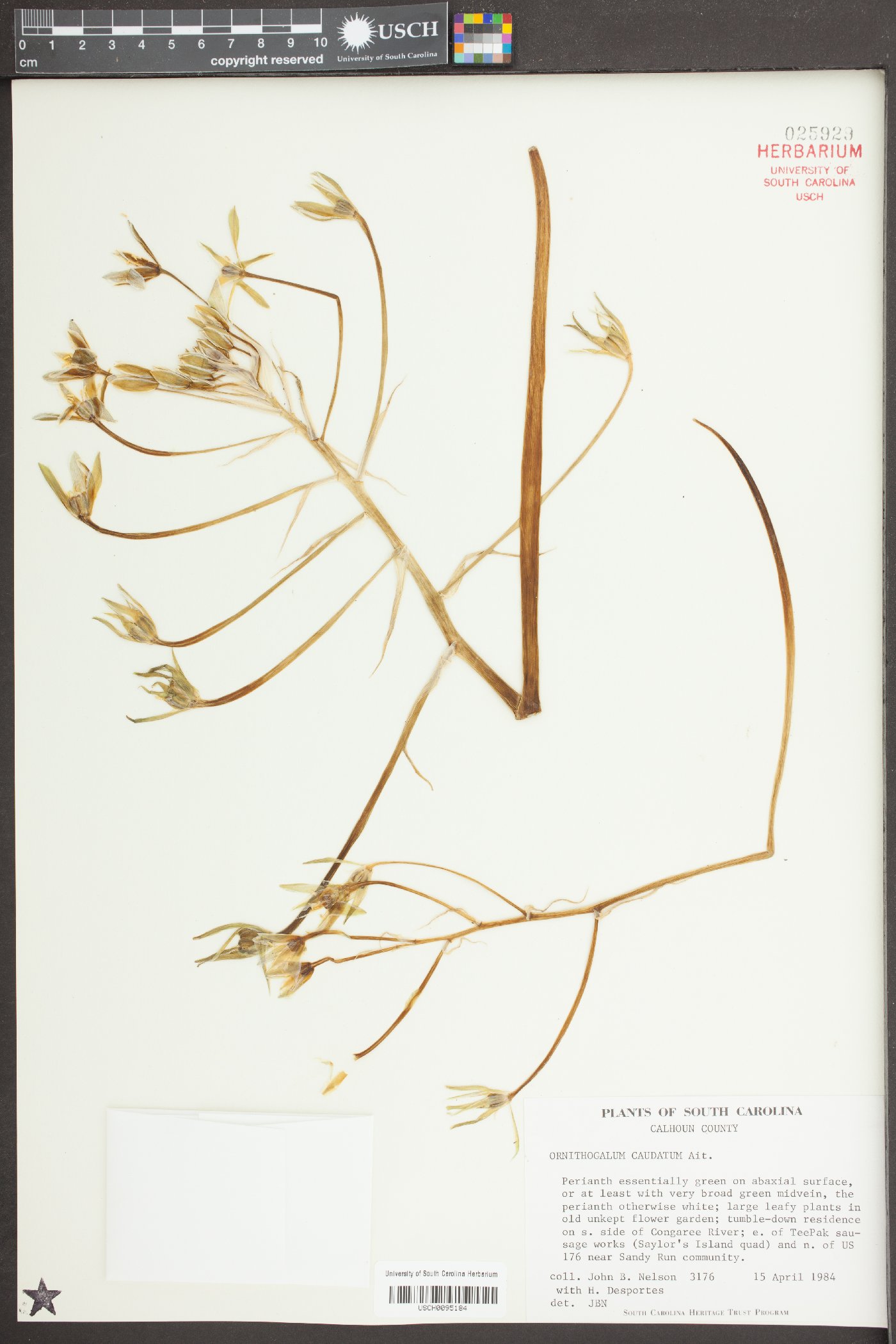 Ornithogalum caudatum image