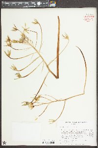 Ornithogalum caudatum image
