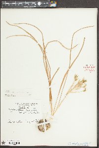 Ornithogalum caudatum image