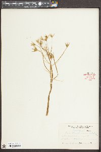 Ornithogalum umbellatum image