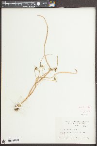 Ornithogalum umbellatum image