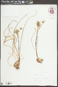 Ornithogalum umbellatum image