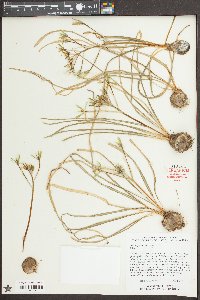 Ornithogalum umbellatum image