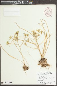 Ornithogalum umbellatum image