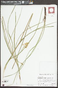 Stenanthium densum image