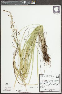 Stenanthium gramineum image