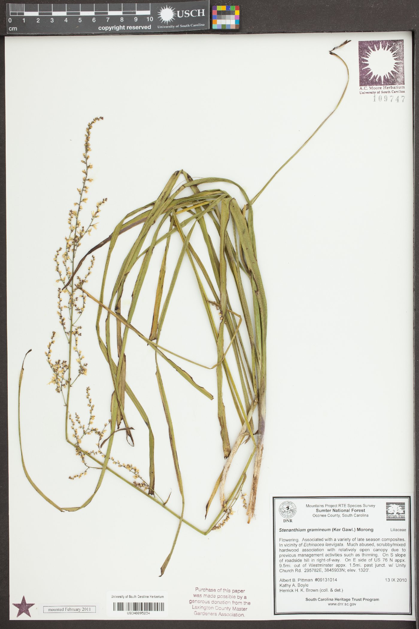 Stenanthium gramineum image
