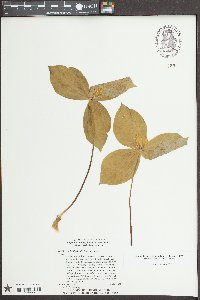 Trillium discolor image