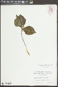 Trillium discolor image