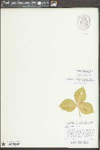 Trillium discolor image