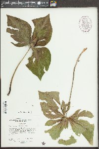 Trillium discolor image