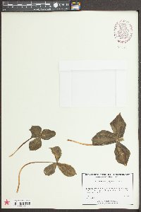 Trillium discolor image