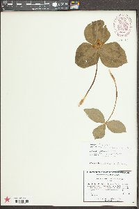 Trillium discolor image