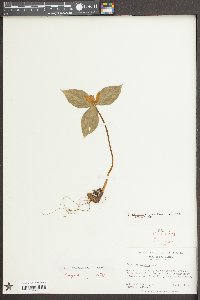 Trillium discolor image