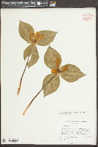 Trillium discolor image