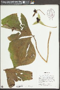 Trillium erectum image