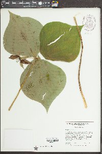 Trillium erectum image