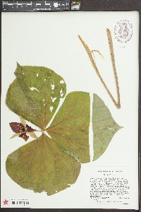 Trillium erectum image