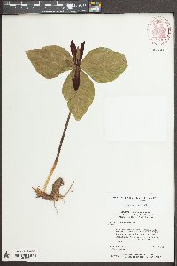 Trillium maculatum image