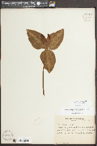 Trillium maculatum image