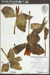 Trillium maculatum image