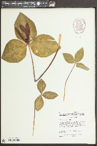 Trillium maculatum image