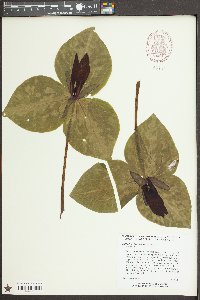 Trillium maculatum image