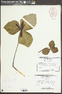 Trillium maculatum image