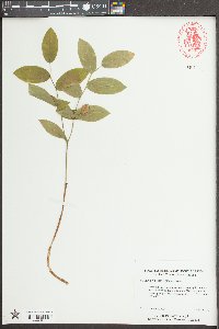 Uvularia pudica image