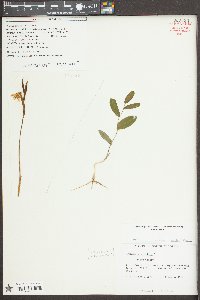 Uvularia perfoliata image
