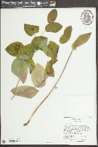 Uvularia perfoliata image