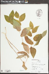 Uvularia perfoliata image
