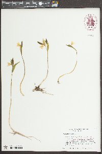 Uvularia perfoliata image