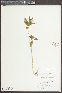 Uvularia perfoliata image