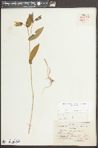 Uvularia perfoliata image