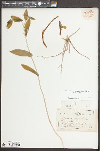Uvularia perfoliata image