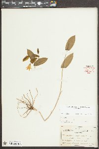 Uvularia perfoliata image